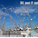 Tokaj Vince-napi szőlő és borszentelés 2013 január 19